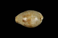 藏品(瓦氏寶螺)的圖片